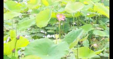 Sabahları nilüfer göleti