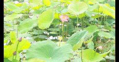 Sabahları nilüfer göleti