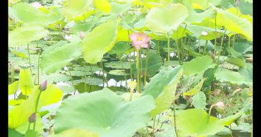 Sabahları nilüfer göleti