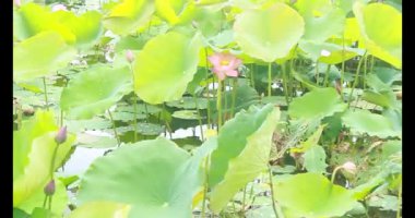 Sabahları nilüfer göleti