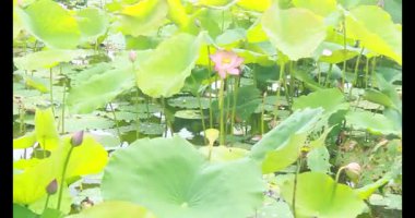 Sabahları nilüfer göleti