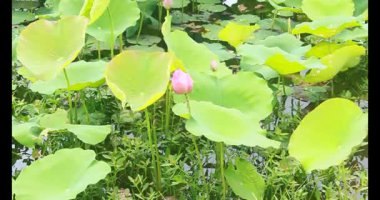 Sabahları nilüfer göleti