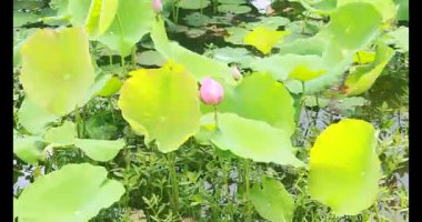 Sabahları nilüfer göleti