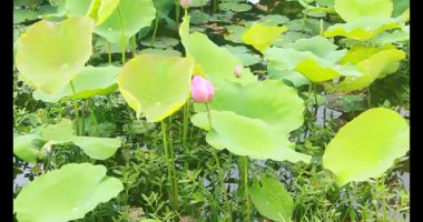 Sabahları nilüfer göleti