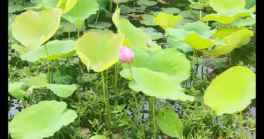 Sabahları nilüfer göleti