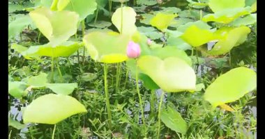 Sabahları nilüfer göleti