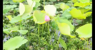 Sabahları nilüfer göleti