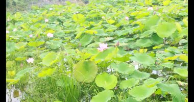 Sabahları nilüfer göleti