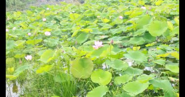 Sabahları nilüfer göleti