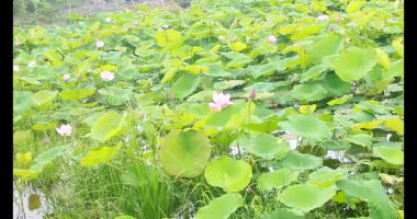 Sabahları nilüfer göleti