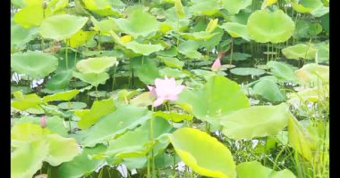 Sabahları nilüfer göleti