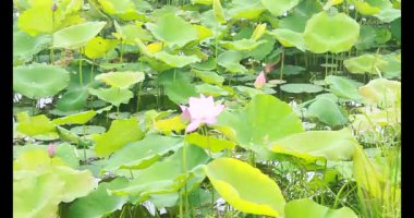 Sabahları nilüfer göleti