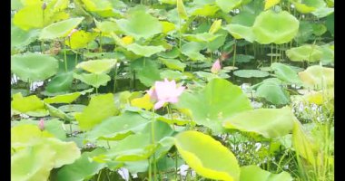 Sabahları nilüfer göleti