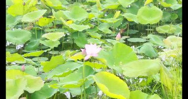 Sabahları nilüfer göleti