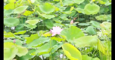 Sabahları nilüfer göleti