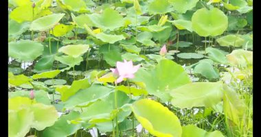 Sabahları nilüfer göleti