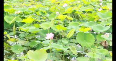 Sabahları nilüfer göleti