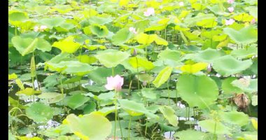 Sabahları nilüfer göleti