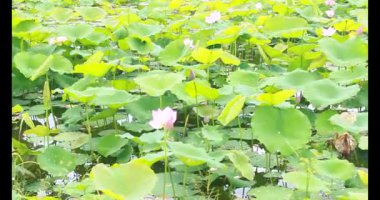 Sabahları nilüfer göleti