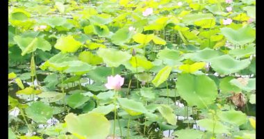 Sabahları nilüfer göleti