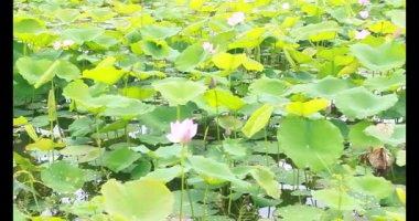 Sabahları nilüfer göleti