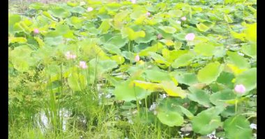 Sabahları nilüfer göleti