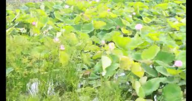 Sabahları nilüfer göleti