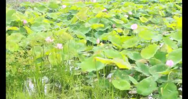 Sabahları nilüfer göleti