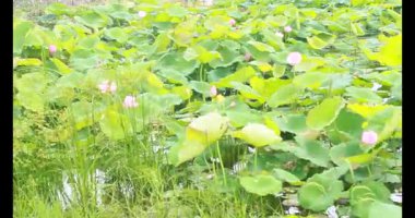 Sabahları nilüfer göleti