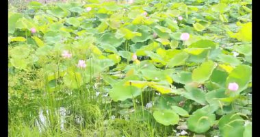 Sabahları nilüfer göleti