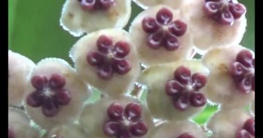 Çalışkan çiftçi pirinci kurutuyor.