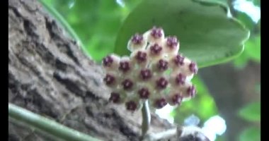 Çalışkan çiftçi pirinci kurutuyor.