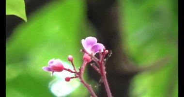 Çalışkan çiftçi pirinci kurutuyor.