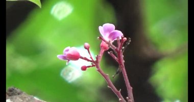 Çalışkan çiftçi pirinci kurutuyor.