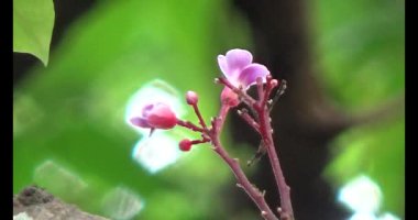 Çalışkan çiftçi pirinci kurutuyor.