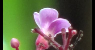 Çalışkan çiftçi pirinci kurutuyor.