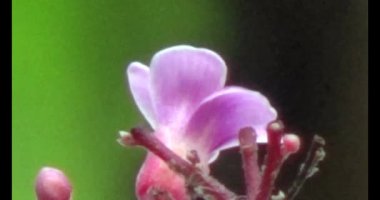 Çalışkan çiftçi pirinci kurutuyor.