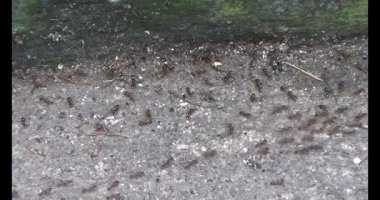 Çalışkan çiftçi pirinci kurutuyor.