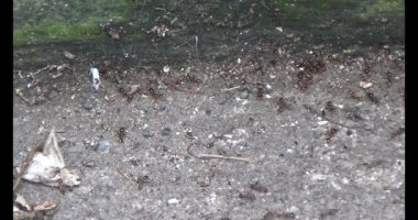 Çalışkan çiftçi pirinci kurutuyor.