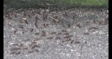 Çalışkan çiftçi pirinci kurutuyor.