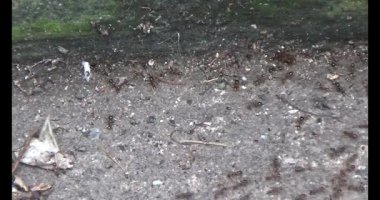 Çalışkan çiftçi pirinci kurutuyor.