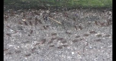 Çalışkan çiftçi pirinci kurutuyor.