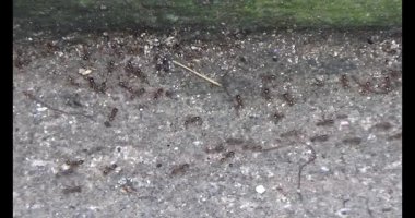 Çalışkan çiftçi pirinci kurutuyor.