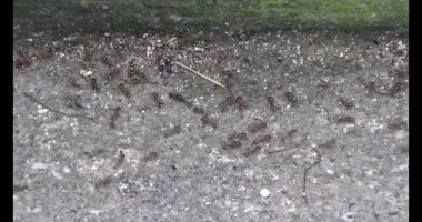 Çalışkan çiftçi pirinci kurutuyor.