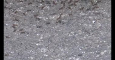 Çalışkan çiftçi pirinci kurutuyor.