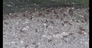 Çalışkan çiftçi pirinci kurutuyor.