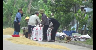 Çalışkan çiftçi pirinci kurutuyor.