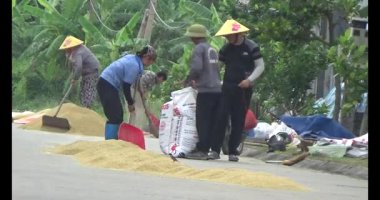 Çalışkan çiftçi pirinci kurutuyor.