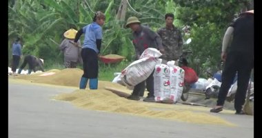 Çalışkan çiftçi pirinci kurutuyor.