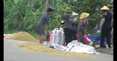 Çalışkan çiftçi pirinci kurutuyor.